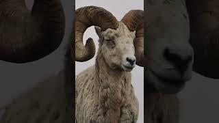 Sheep male sheep sound sheep voice sheep satisfying  صوت lamb female sheep #malefemalesheep big horn