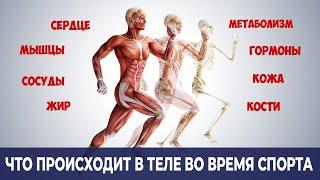 Что на Самом Деле Происходит в Организме во Время Физической Активности? Зачем тренироваться