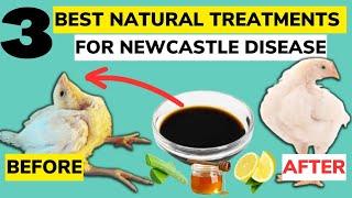 Best NATURAL ORGANIC TREATMENT FOR NEWCASTLE DISEASE In Chickens.