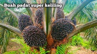 ASLI BRO... PANEN SAWIT YANGAMBI POKOK RENDAH BUAH BANYAK SUPER JUMBO