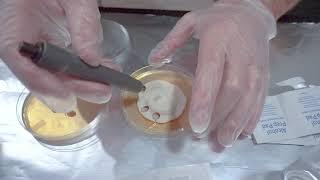 HOW TO USE AN AGAR PUNCH FOR AGAR TRANSFERS