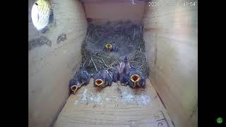 July.09.2024 l Great Tit Nest Cam Nyíregyháza Hungary - Review birds nest daily life p02