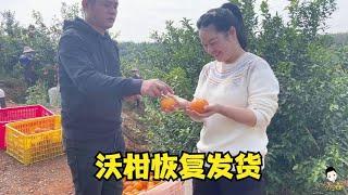 村长透露不带小六玩，他正复出带秋子逛自己的发财树园林