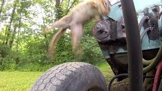 Chipmunk Attacks Camera After Shot With Pellet Gun Slow Motion