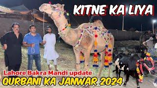 Kitne Ka liya l qurbani ka Janwar 2024 I shahpur kanjra Mandi Lahore