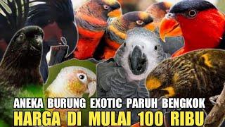 KOK BISA CUMA MULAI 100 RIBU SUDAH DAPET PARUH BENGKOK PASAR BURUNG PRAMUKA