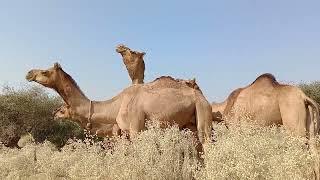 Camel  desert animals romance
