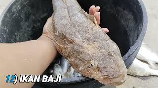 12 Jenis Ikan Air Masin Popular kerapu singaBajidaun barugerut-gerutjenahak GT senangin