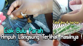 Cara mengatasi Murai Batu Cabut BuluHow to overcome Magpie Stone plug Feathers Copsychus