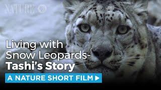 Living with Snow Leopards  A NATURE Short Film