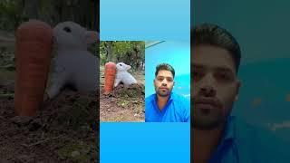 cute rabbit  beautiful  #short #youtubeshorts #shorts #viral #trending