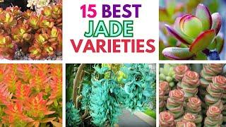 15 best Jade Varieties  Types of Jade plants that you can grow