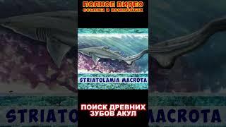 Shark teeth in the steppe  Зубы акул в степи #shorts  #adventure #paleontology