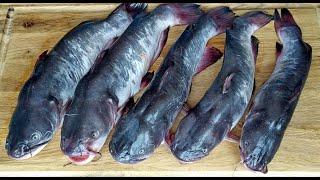 Канадский сомик запеченный в духовке под сметанным соусом * Oven baked catfish