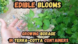 Edible Blooms Growing Borage in Terra-Cotta Containers#borage #gardening #containergardening #herb