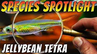Jellybean Tetra - Ladigesia roloffi - Rare Nano Aquarium Fish Species Spotlight & Care Guide