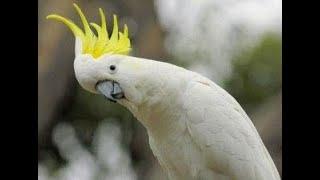 The Pakistani parrot