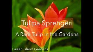 Tulipa sprengeri-A Rare Tulip in the Gardens.