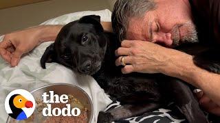 Guy Finds A Dog On The Side Of The Highway  The Dodo