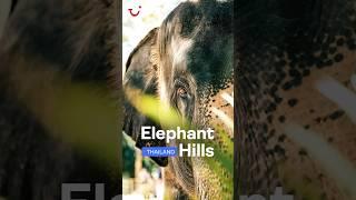 Hello Elephant Hills  TUI  #travel #tuiholidays  #holiday #thailand #trending