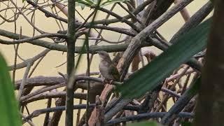 Bird Call  Olive Winged Bulbul