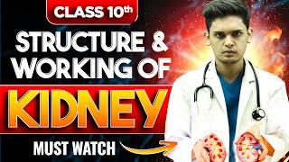 Structure and Working Of Kidney  Life Process   Biology class 10  Prashant Kirad