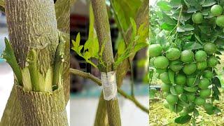 Lemon Grafting Techniques 100% Success  How To Graft Lemon Tree Easy grafting  Bud Grafting