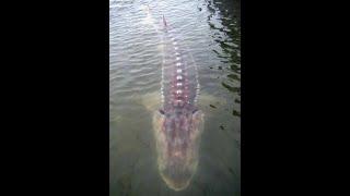 Fisherman Catches A Real Life Gyarados #Shorts