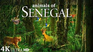 Animals Of The Senegal 4K - Scenic Wildlife Film With Calming Music - Relaxation Music