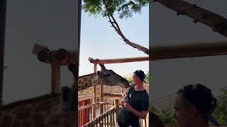 eating with giraffe  #tarabrin_life #travel