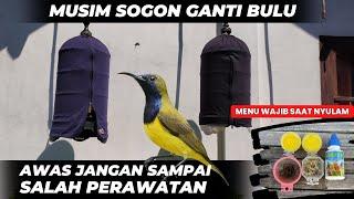 AWAS SALAH RAWATAN BISA MACETCARA MERAWAT SOGON GANTI BULU  NYULAM