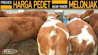 Sebelum Harga Makin Melonjak  Saat Ini Paling Pas Belanja Sapi Pedet Berkualitas 