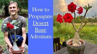 DESERT ROSE ADENIUM - Propagation Tutorial - Complete Instructions Taking Cuttings & Rooting