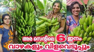 വാഴ കൃഷികുറഞ്ഞ സ്ഥലത്ത് കൂടുതൽ വാഴ നടാം Banana farming easy tips in malayalamvazha krishi