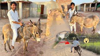 Mini Zoo Main Donkey A Gia Or Ride Bi kr Li 