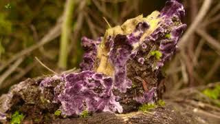 Purplepore Bracket Fungus Trichaptum sp.