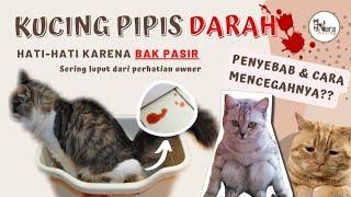 PENYEBAB KUCING PIPIS BERDARAH YANG JARANG KITA KETAHUI