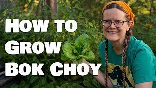 How to Grow Bok Choy Pak Choi or Chinese Cabbage from Seed