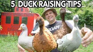 Solutions To 5 BIG DUCK Raising Problems