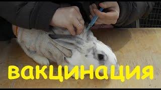 вакцинация кроликов в домашних условиях