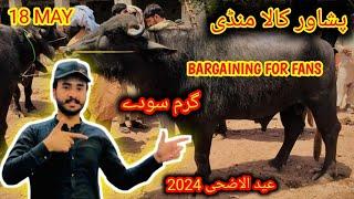 Kala Maweshi Mandi Peshawar Latest Updates Garam Soday And Bargaining Bakra Eid 2024