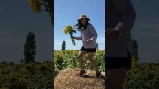 Sunflower farm @ Hayling Island Aug2021