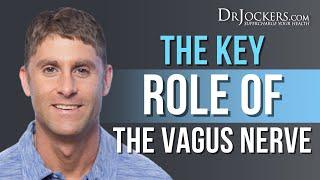 The Key Role Of The Vagus Nerve