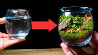 Turning a Drinking Glass Into a Terrarium