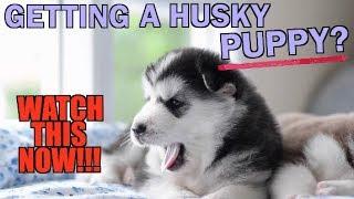 Getting A Husky Puppy? WATCH THIS FIRST