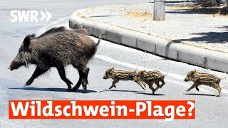 Wildschweine auf dem Vormarsch   Zur Sache RLP