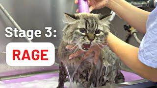 5 inevitable stages of bathing a cat