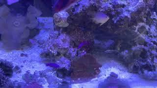 Orchid Dottyback pair Pseudochromis Fridmani