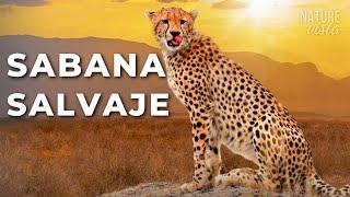 SABANA AFRICANA  Depredadores Brutales y Naturaleza Épica - DOCUMENTAL COMPLETO