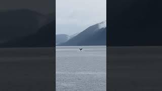 Slappy Humpback in British Columbia